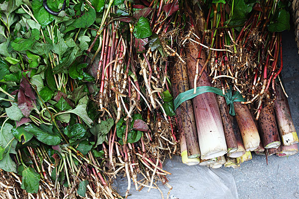 	為什么那么多人喜歡吃野菜？